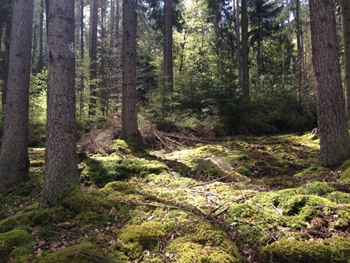 WALD WIRKT WUNDER - "Stress lass nach" -Wald-Spaziergang